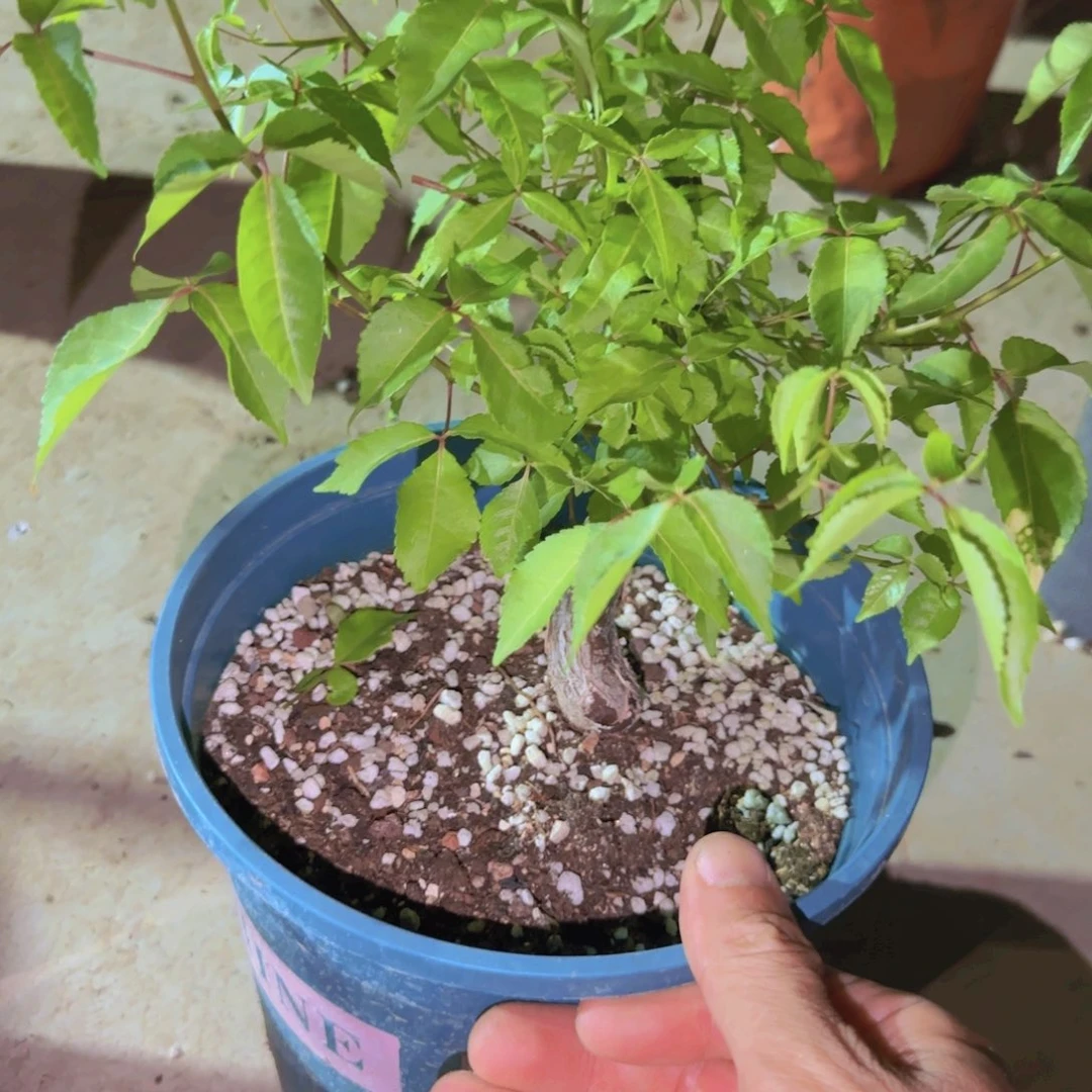 _***林块根植物块根植物