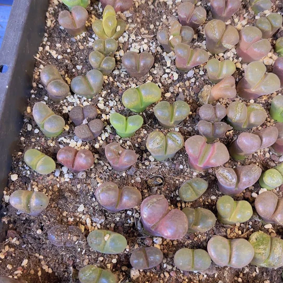 五颗风铃量拍一组