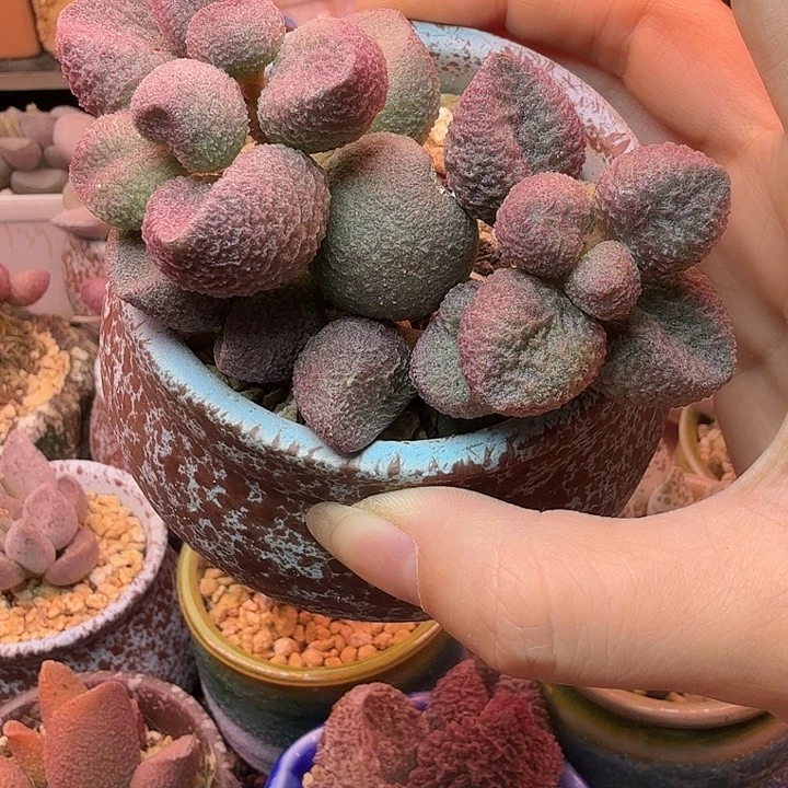 飞***飞             水蜜桃。