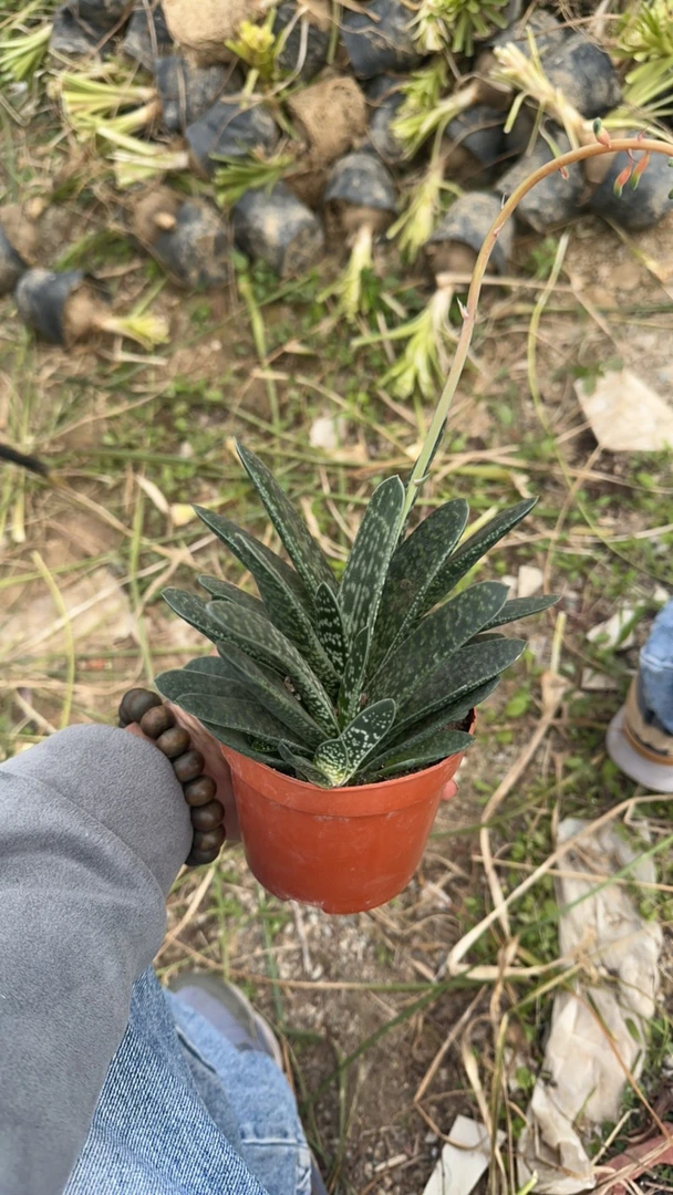 子宝/芦荟植物/到货土会散自行装回就好/断枝不赔/带盆土/
