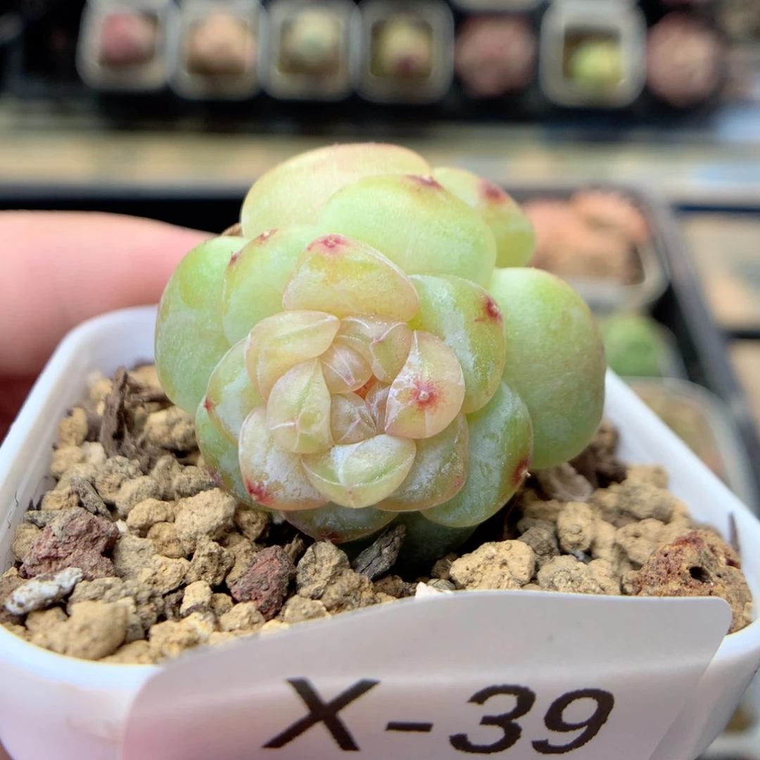 X39 ，20包邮两天凑单偏远不发货