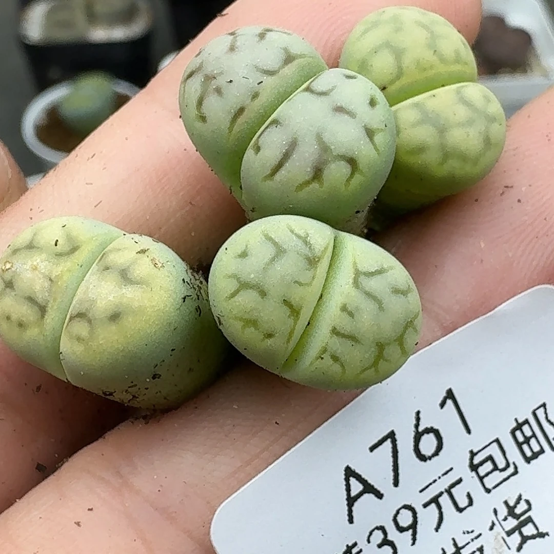 火***椒761多肉哈哈哈哈哈哈
