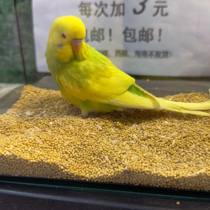 虎皮鹦鹉大头虎皮鹦鹉