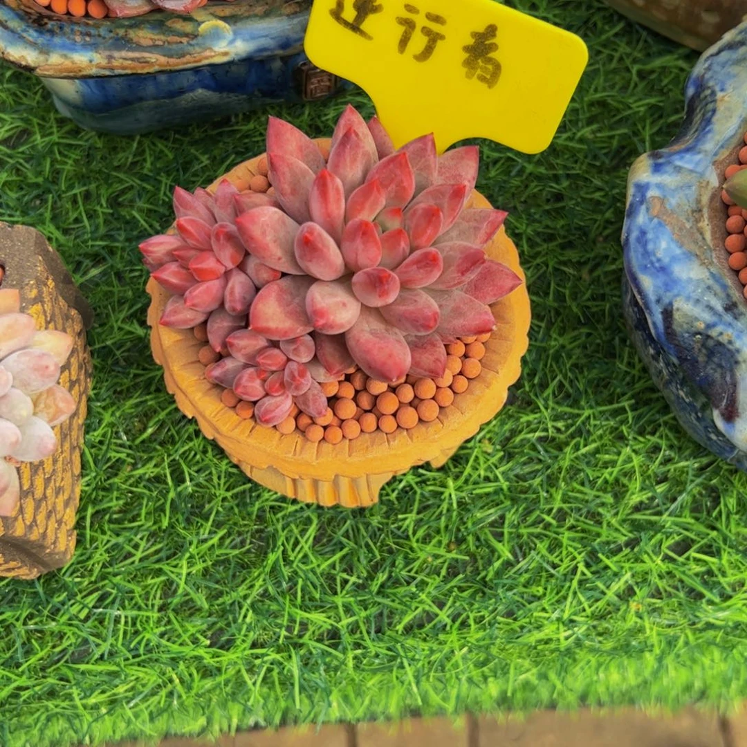 *****三头车厘子多肉植物