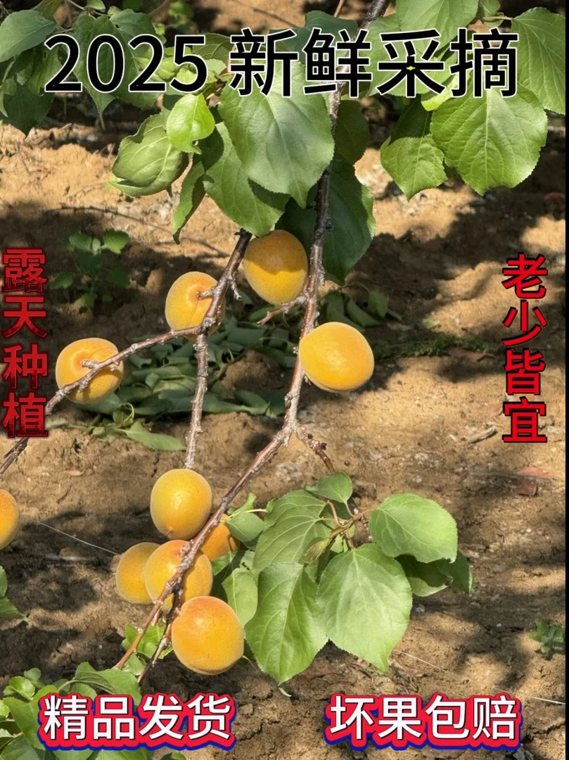 湖北随州杏子当季鲜果，坏果包赔
