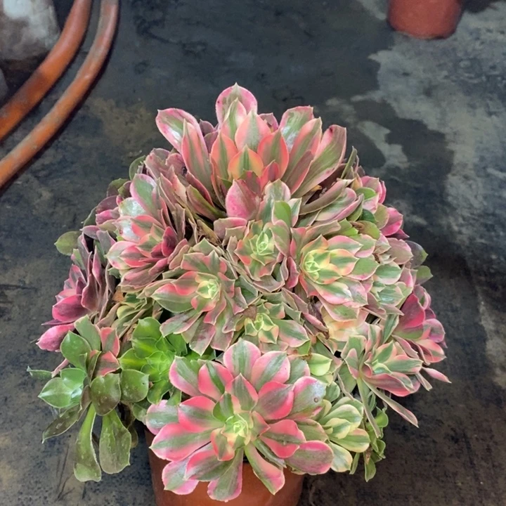 女妖多肉植物4。