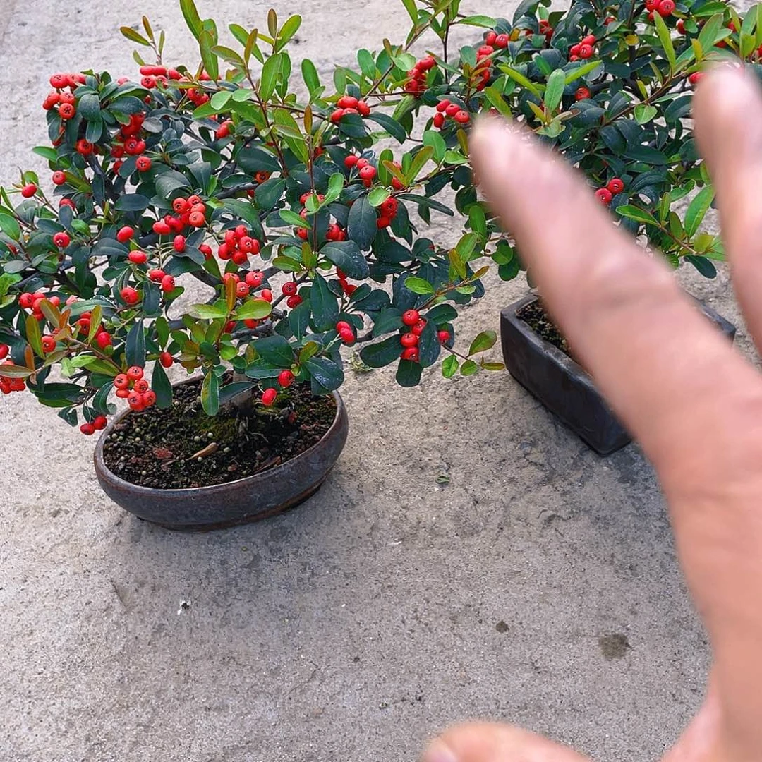 戎***戎无花朵火棘花开富贵吉祥