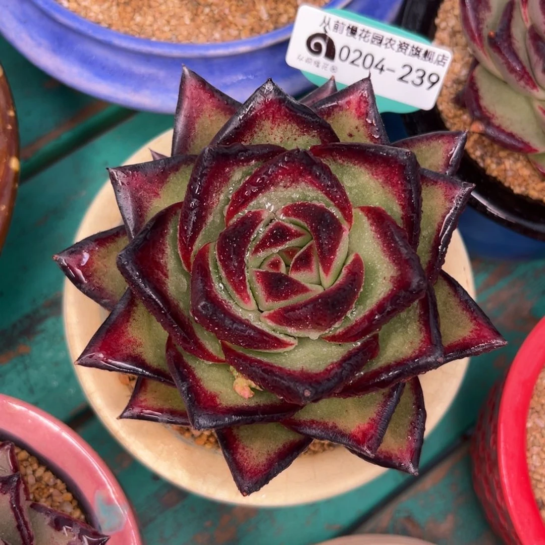 多肉一物一拍0204-239