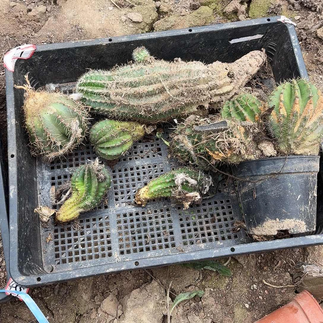 1 瑕疵掉侧牙无售后