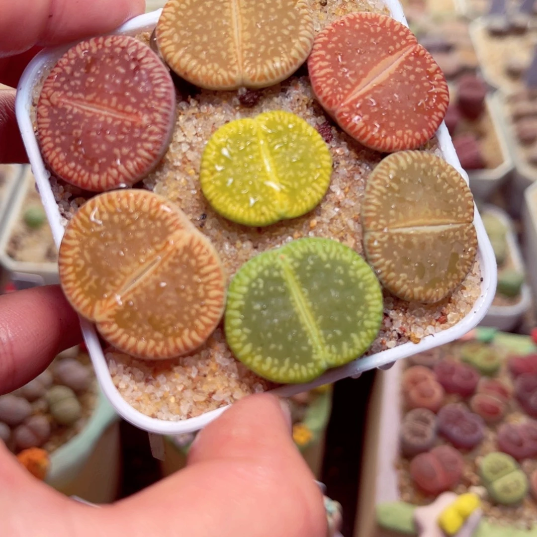 54号带盆包邮发货