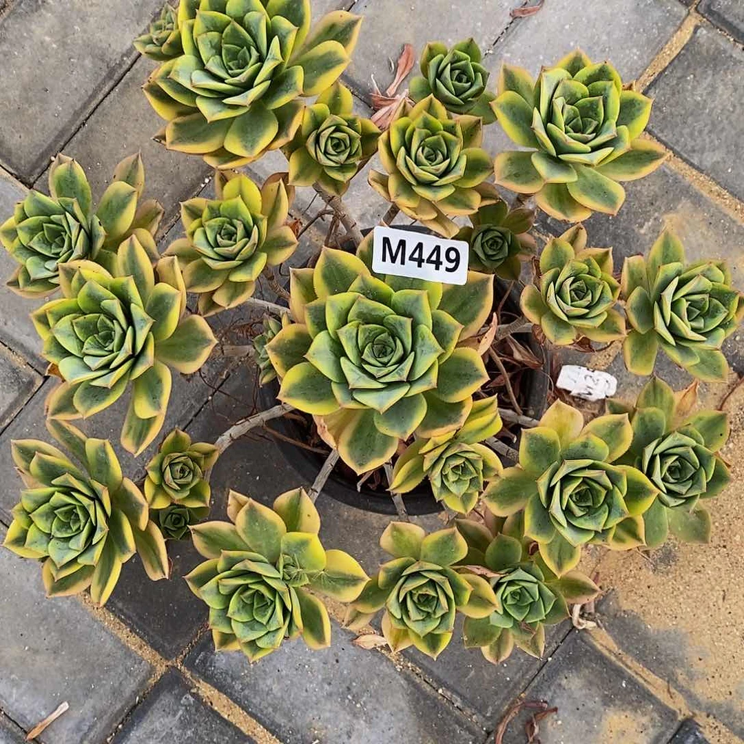 449星爆44444444老桩