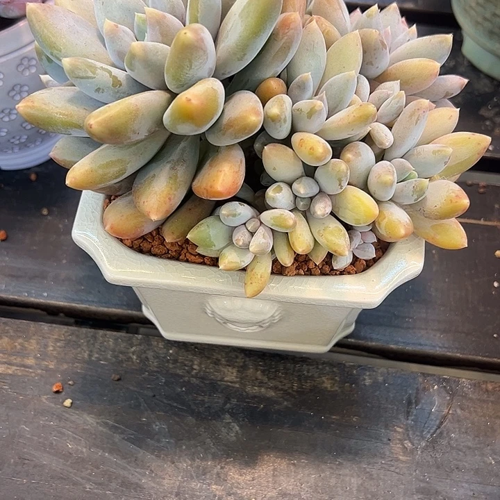 黄胖体哥特状态货