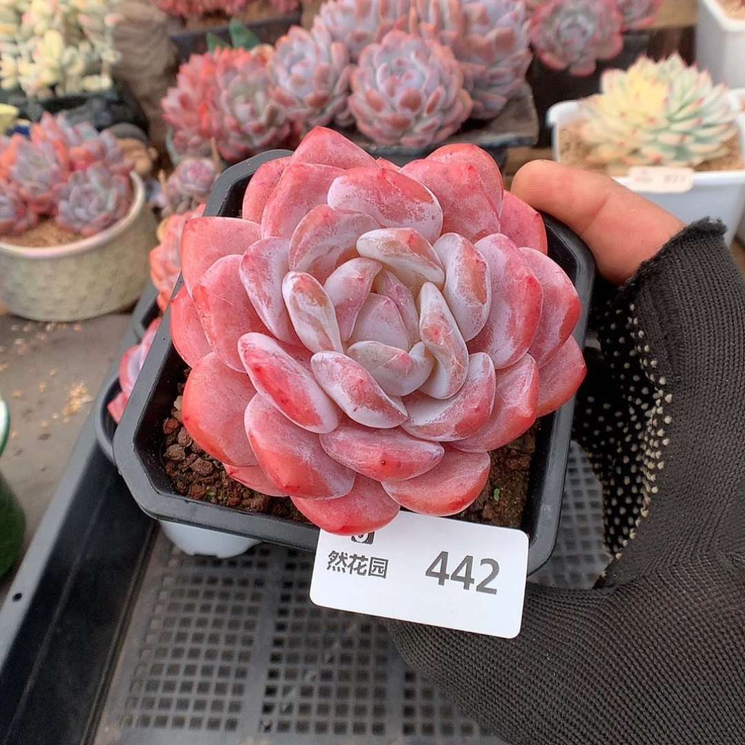 442雪天使多肉植物66666