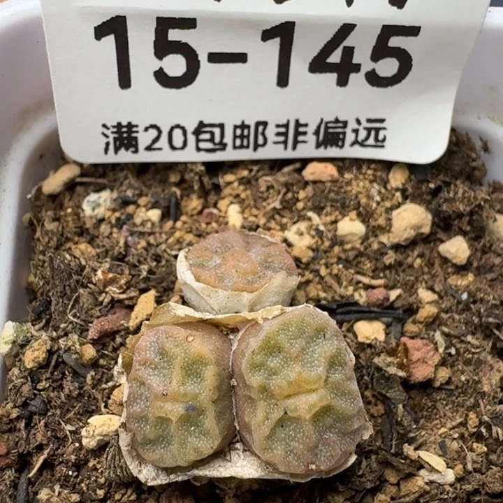 1410.657带盆土0