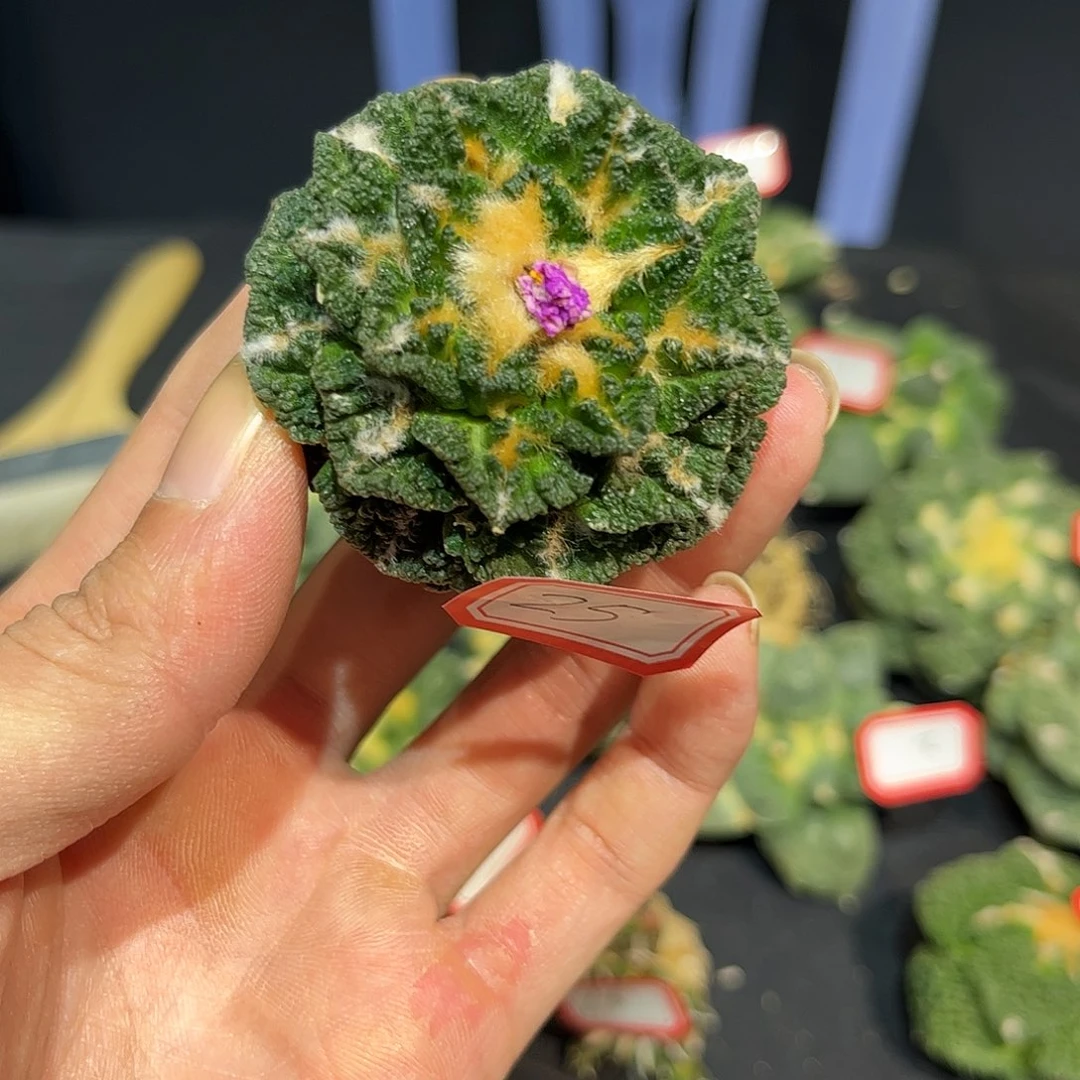 25号自根辛盾牡丹萝卜根