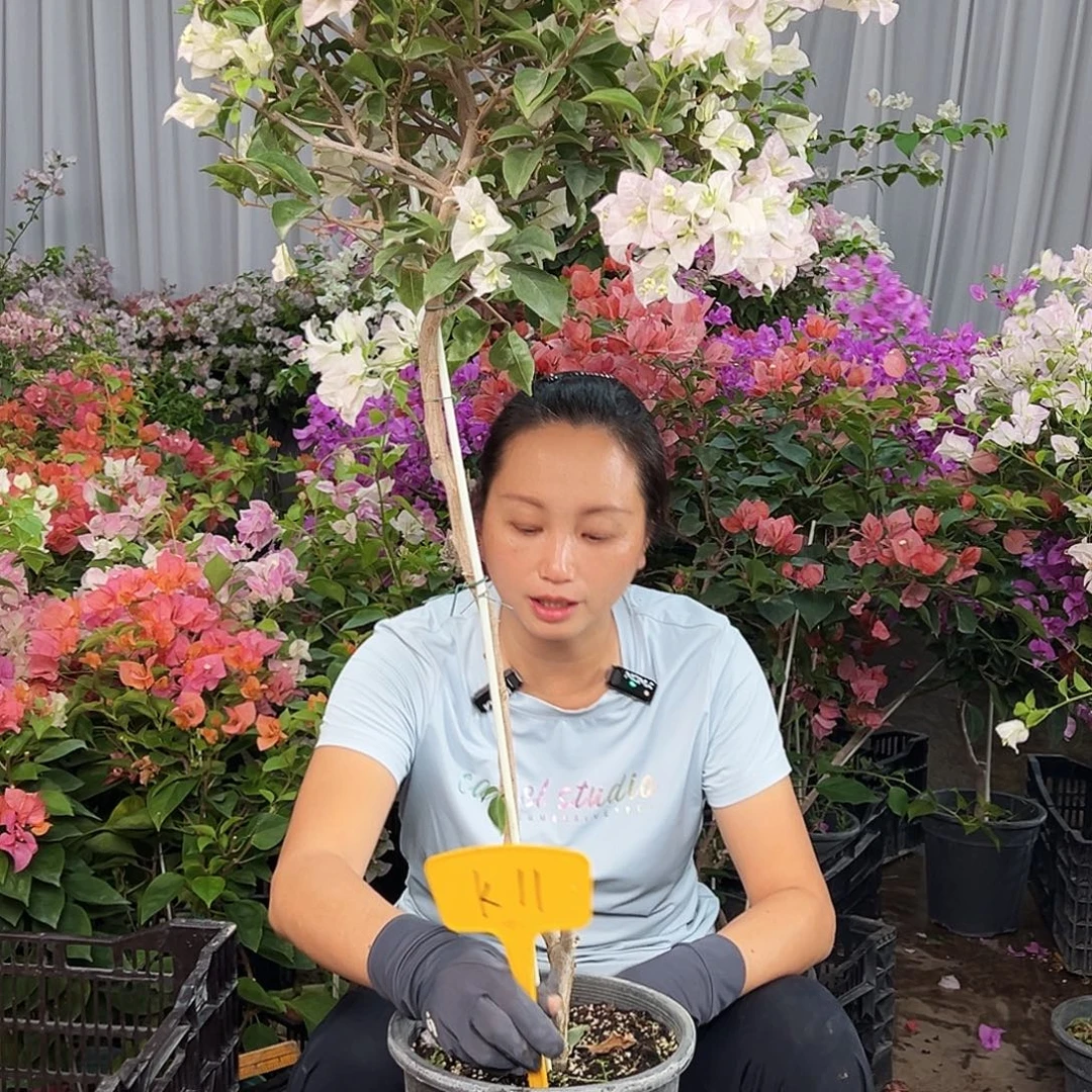 卓***娘完全开放K11丽娜丽娜