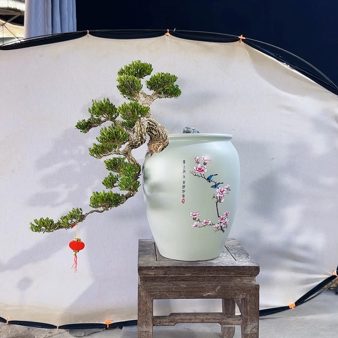 高端黄杨盆景艺术