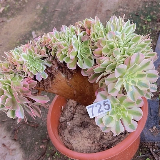 相***沫多肉植物一个女巫追