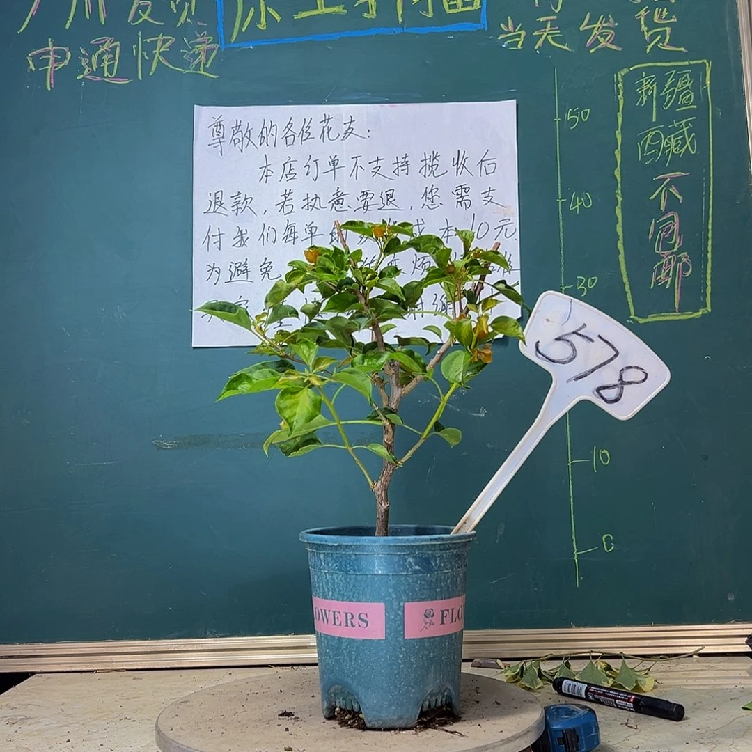 当前无花栽培后可以开花蒙娜丽莎黄578
