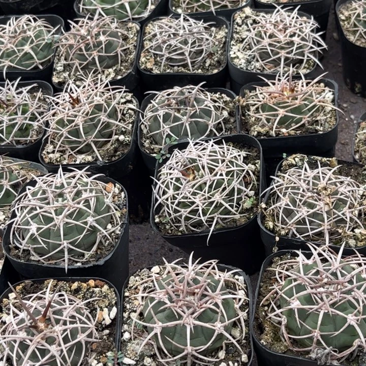 实生碧岩玉好养好活