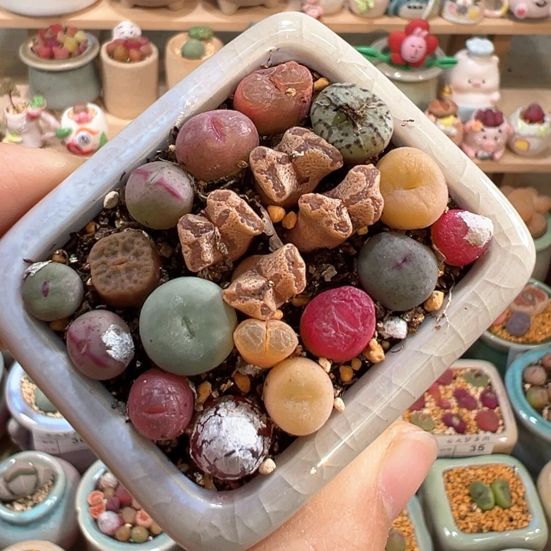 多肉植物54号肉锥混合