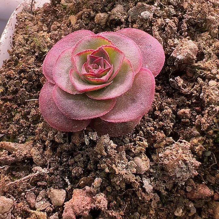 ****儿苗苗62山地玫瑰龙沙遗梦