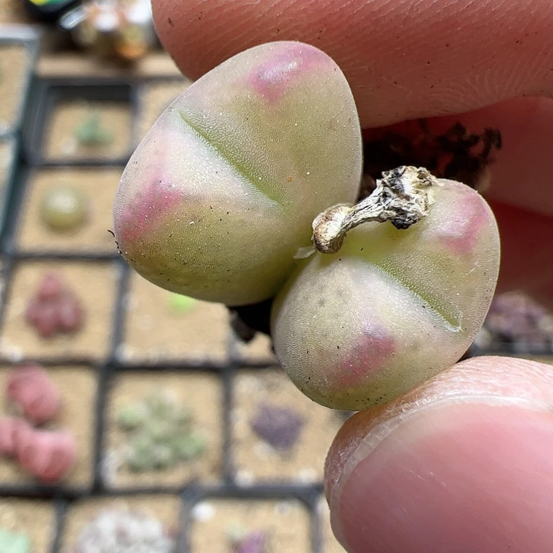 【闪购商品】324 开播福利