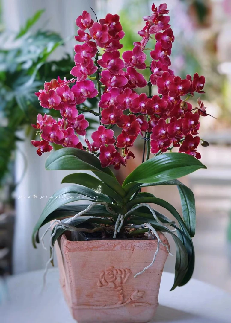 年年爆花3个花剑【甜心公主】浓香型蝴蝶兰花期能开6-7个月