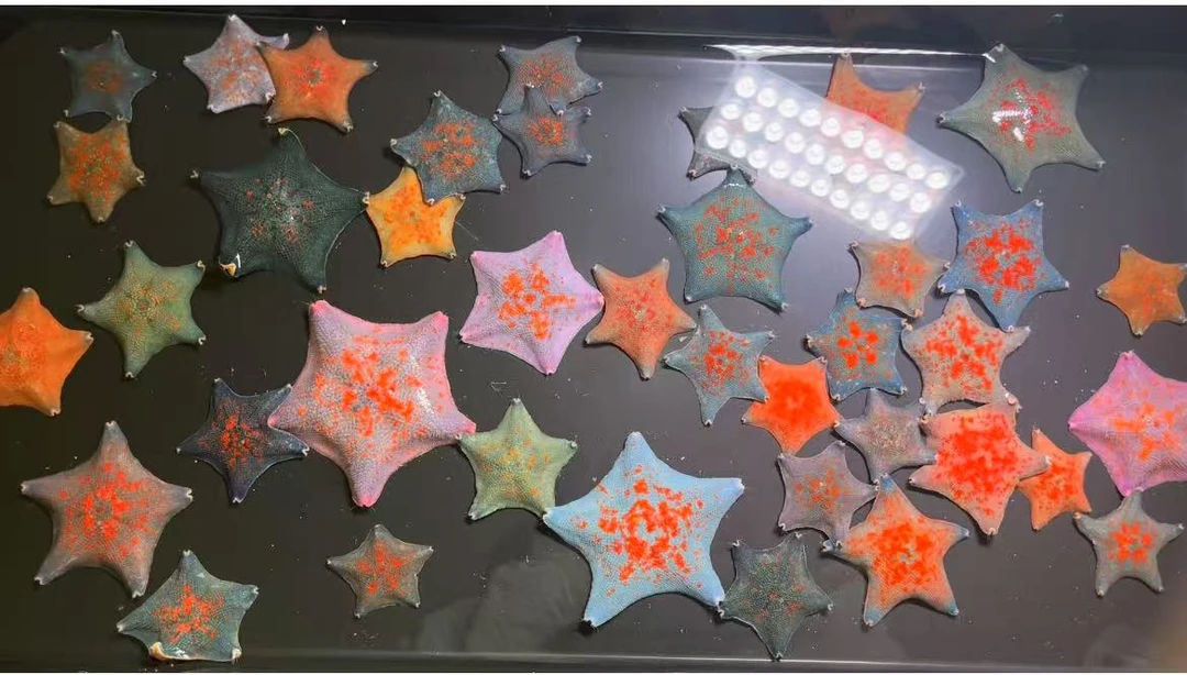 海星海燕桌面宠物直播挑选