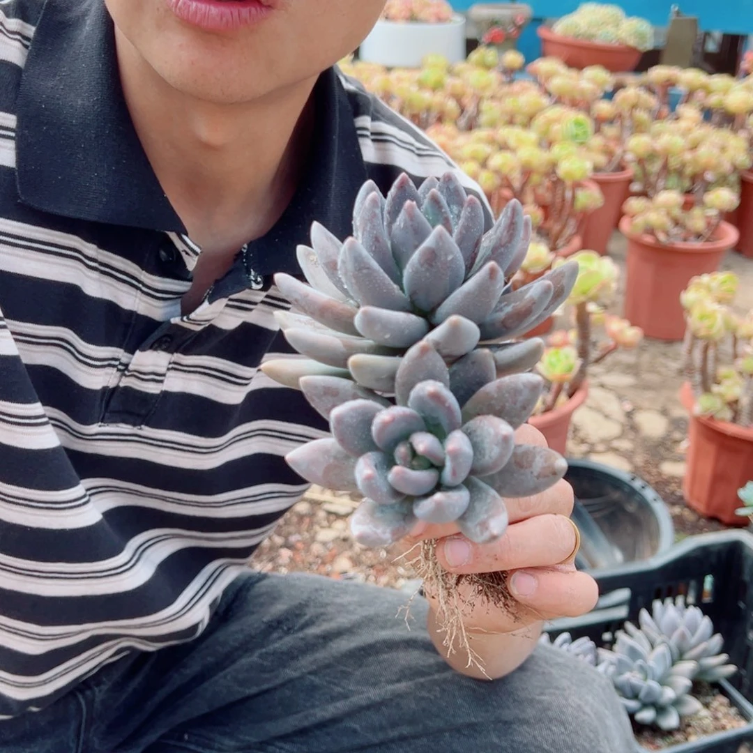 黑美人多肉植物000000