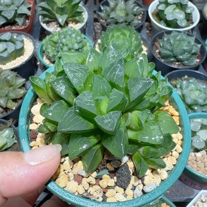 十二卷玉露姬寿群