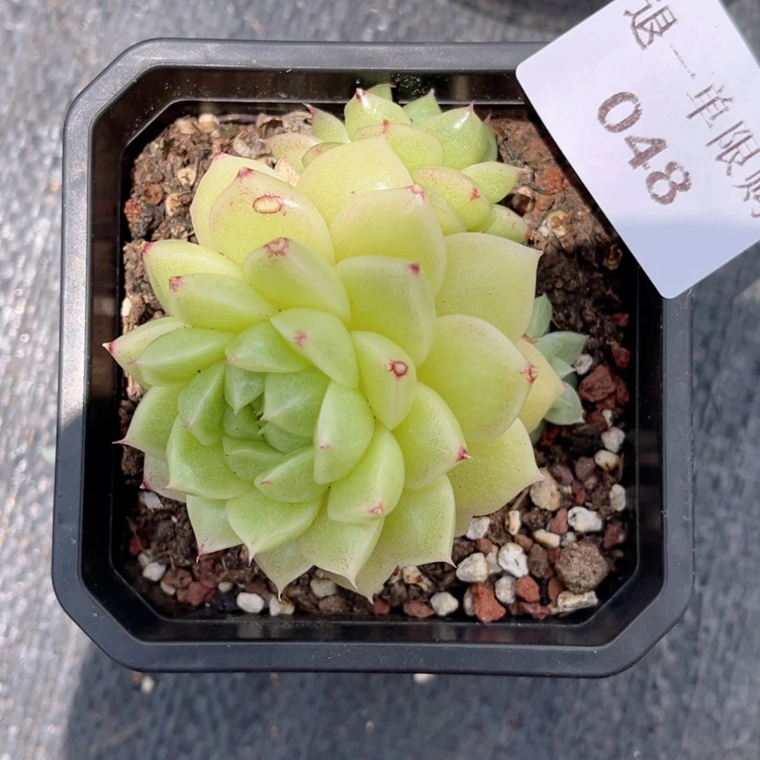 W***Y048多肉多肉多肉多肉多肉多肉