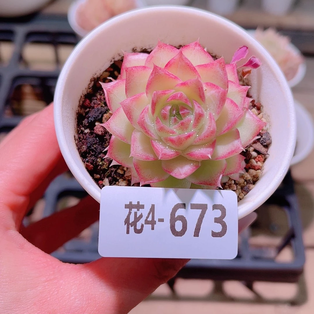 花利美4-673女王