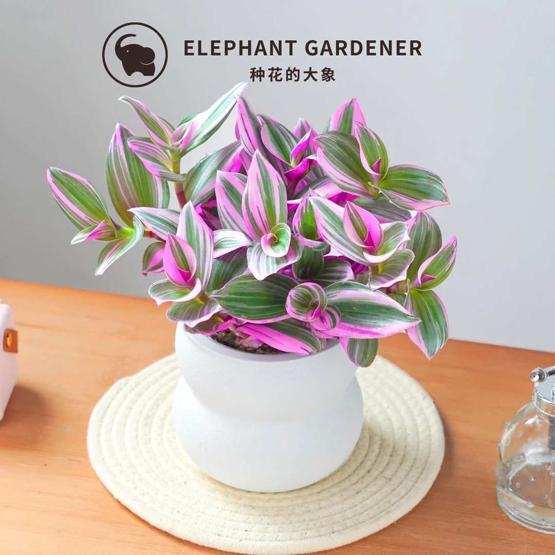 油画婚礼吊兰好养易活清新空气观叶植物客厅卧室室内四季花卉绿植