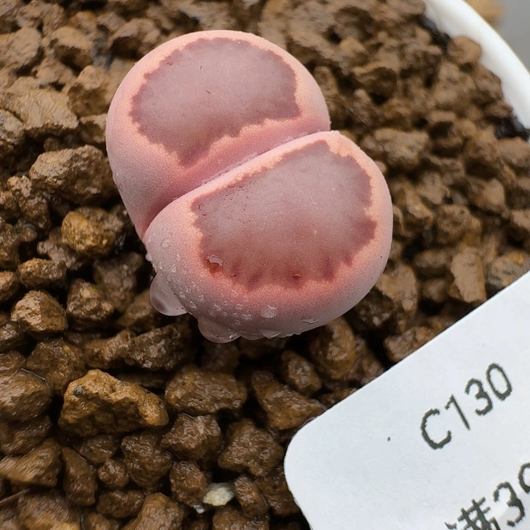 130多肉哈哈哈哈哈哈哈