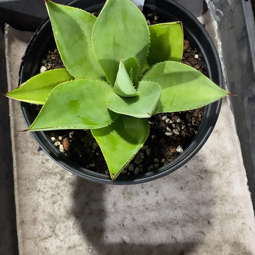 圆叶绿荷龙舌兰中型种