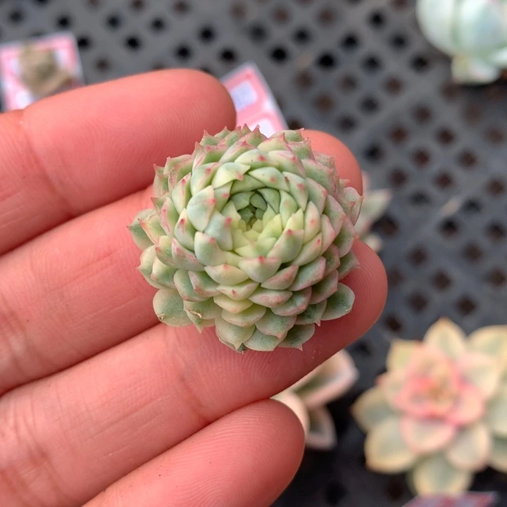 羊脂球锦锦锦侧芽