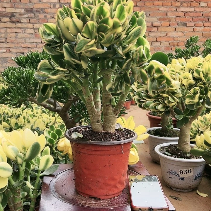 新花月景不带盆量拍