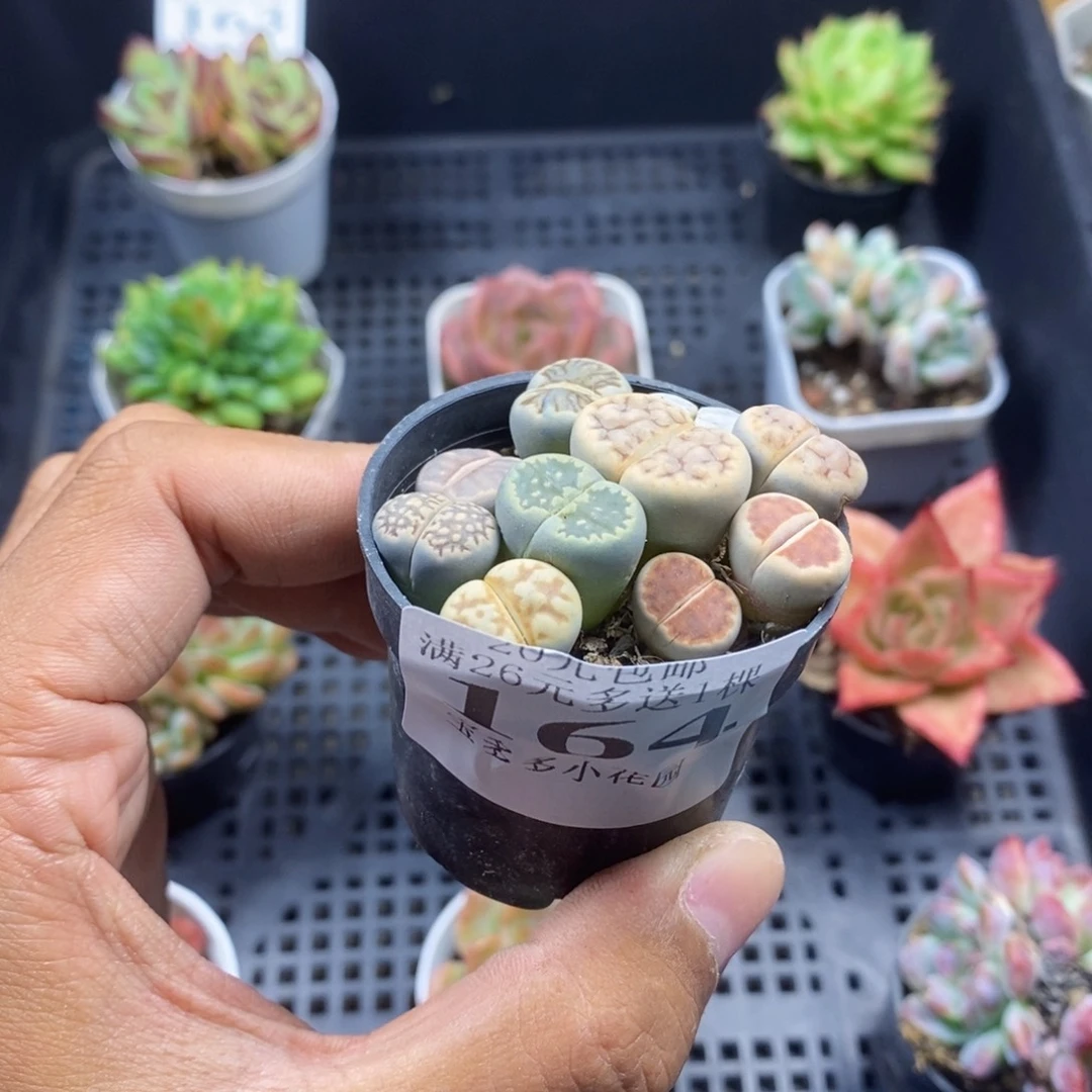 生石花拼盘一物一拍满20包邮满26送一颗多肉