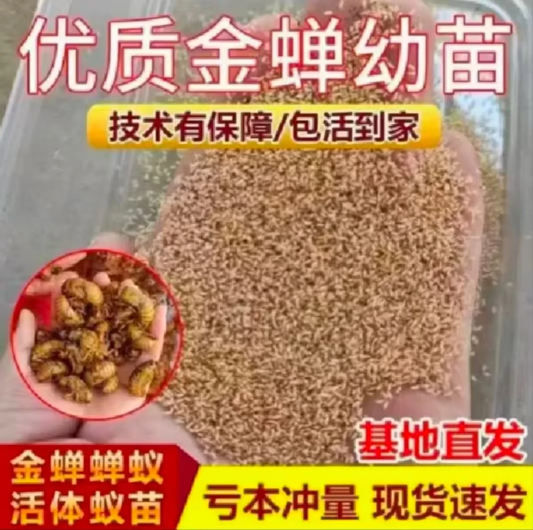金蝉养殖知了猴幼虫活体幼虫蝉蚁幼苗爬叉卵枝批发种苗