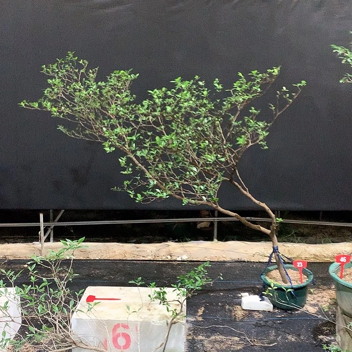 当前无花栽培后可以开花丽****计1