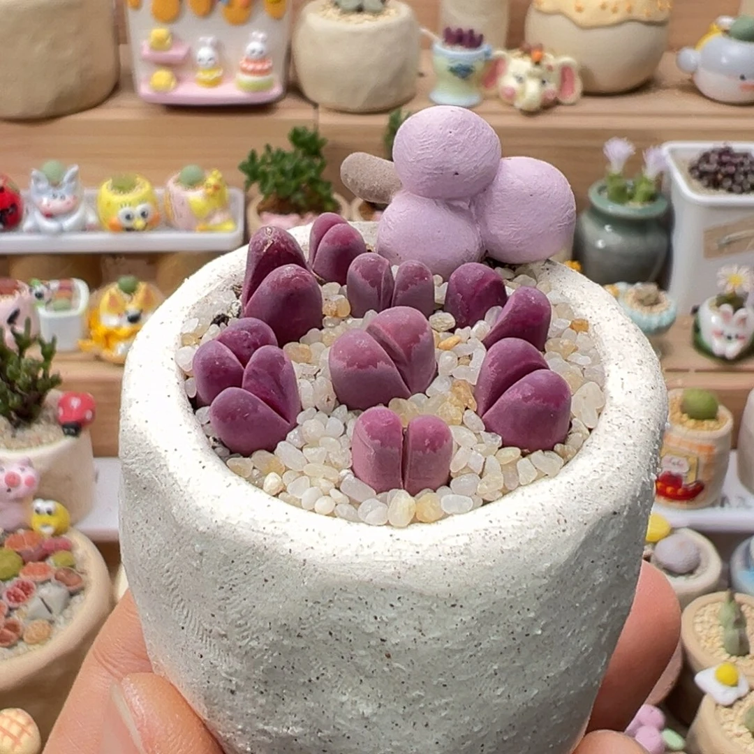 多肉植物137号红大内