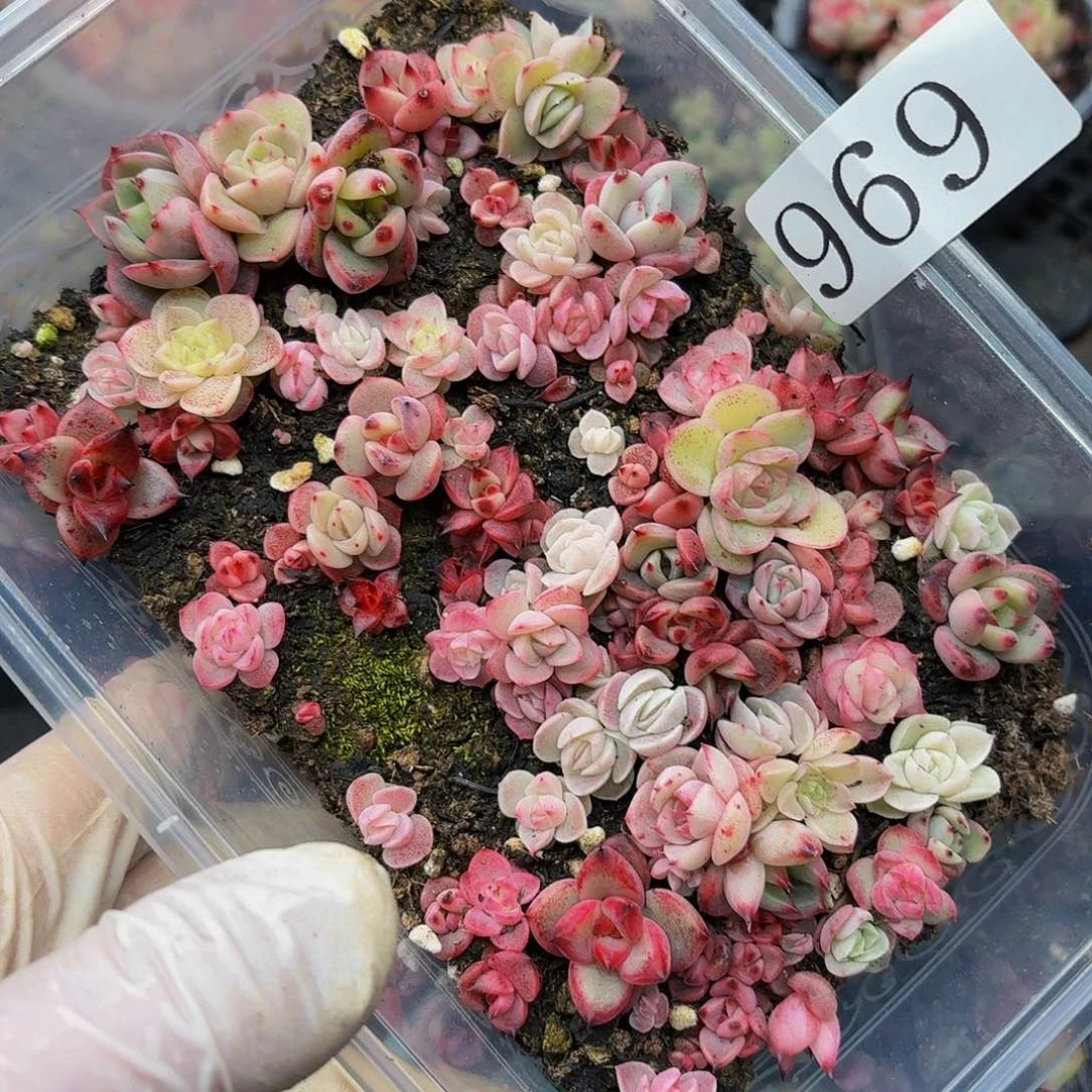 多肉植物多肉植物969