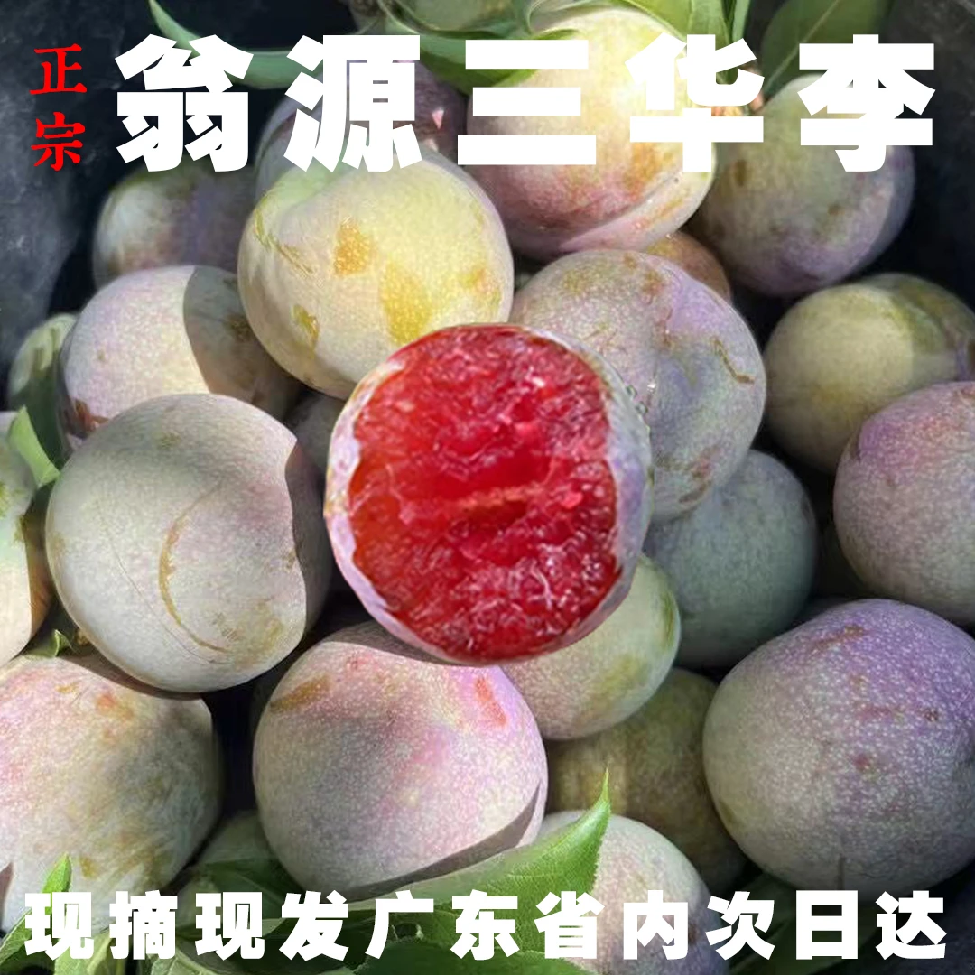 【5斤】正宗翁源三华李清甜爽口新鲜现摘当季水果