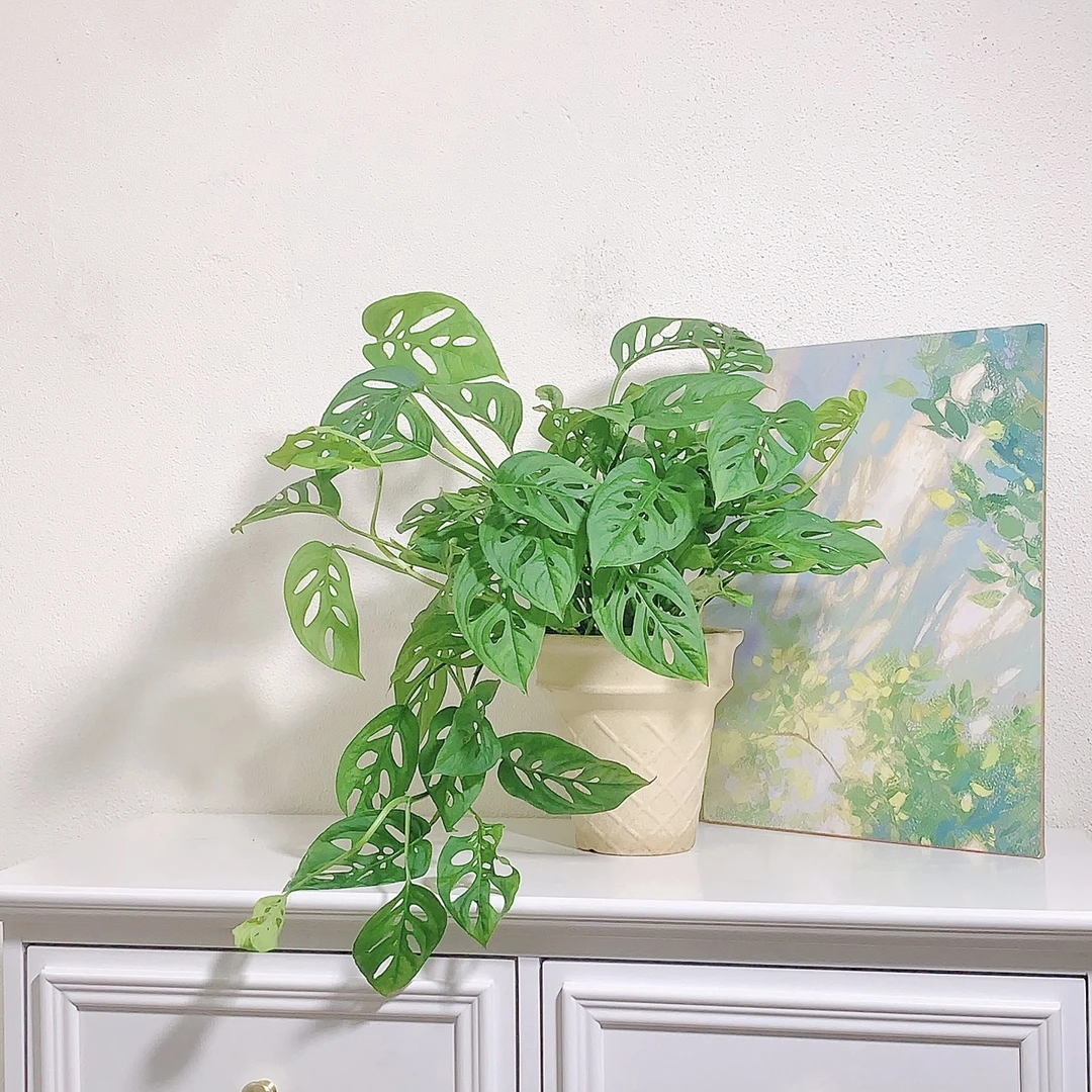 巨洞仙洞龟背米歇尔洞洞龟背四季好养爬藤植物长藤垂吊植物绿植