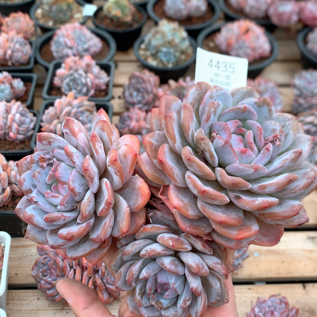 20厘米三头有砍溏心梦露 老桩4435