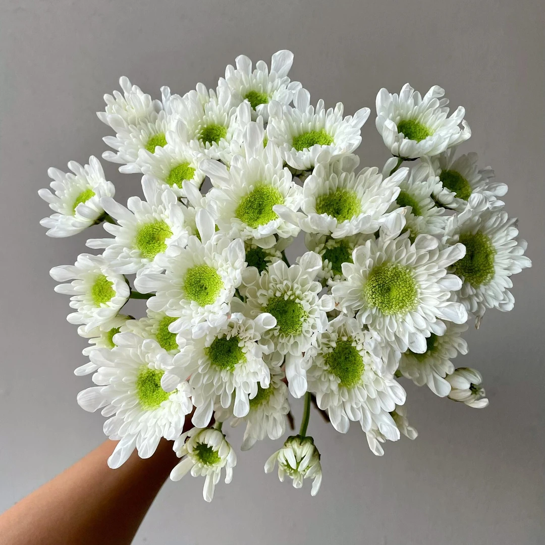 瑞白小雏菊（全店任意两单及以上升级顺丰包邮）东北鲜花现采现发
