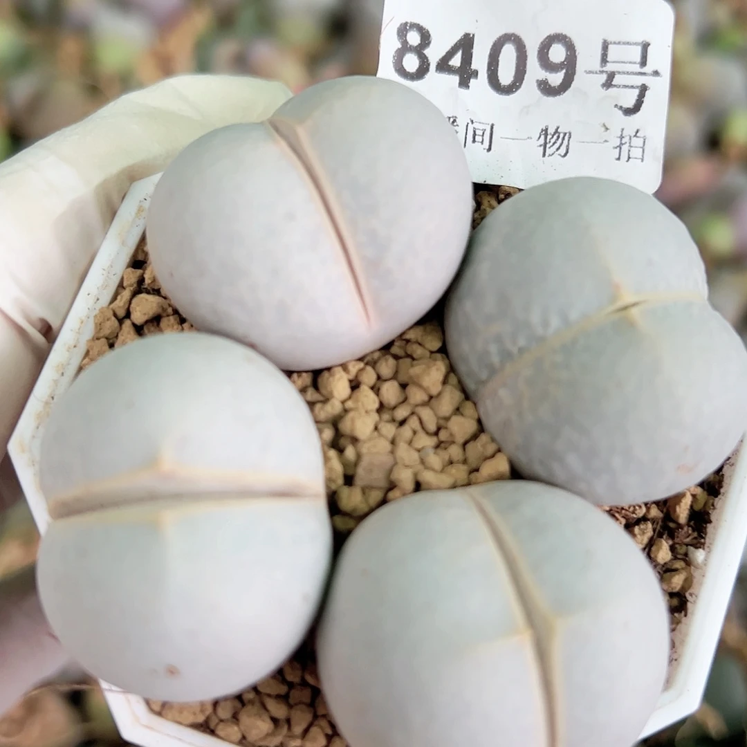 8409 好养易活生石花大母本