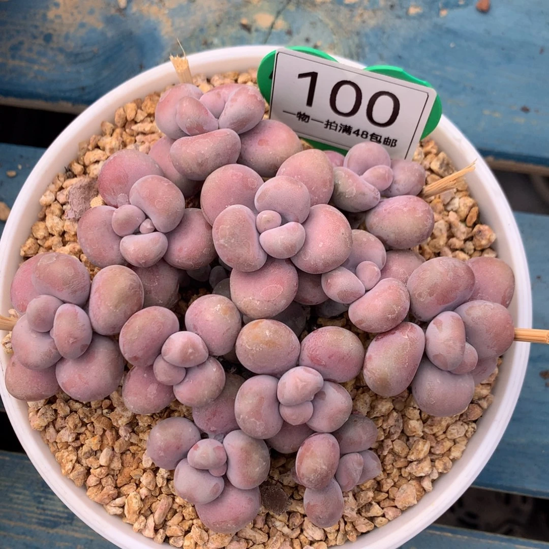 腰子蛋矮桩平头100