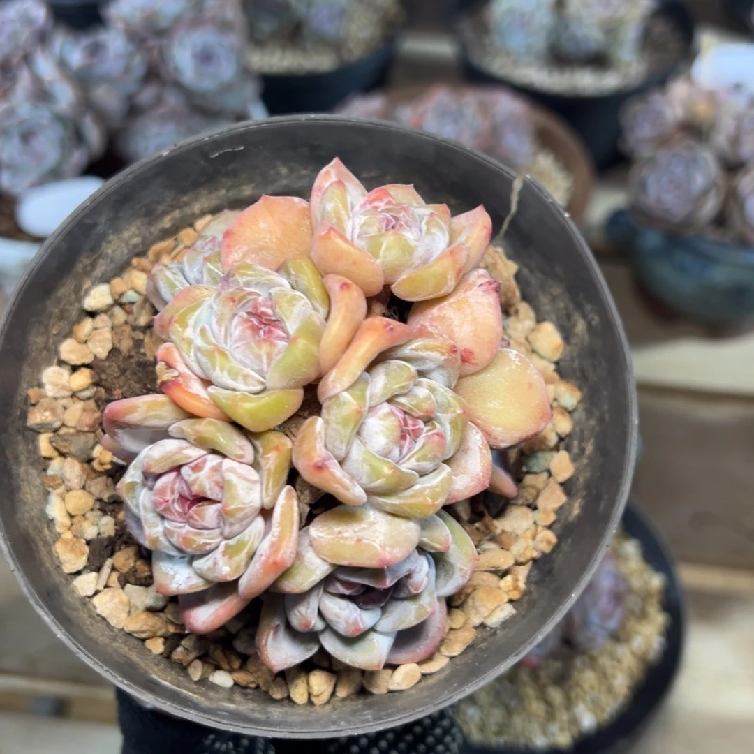七头精控精养小脸自然群油脸